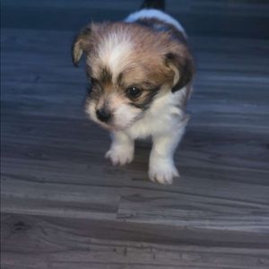 Meet your Posher, Earl